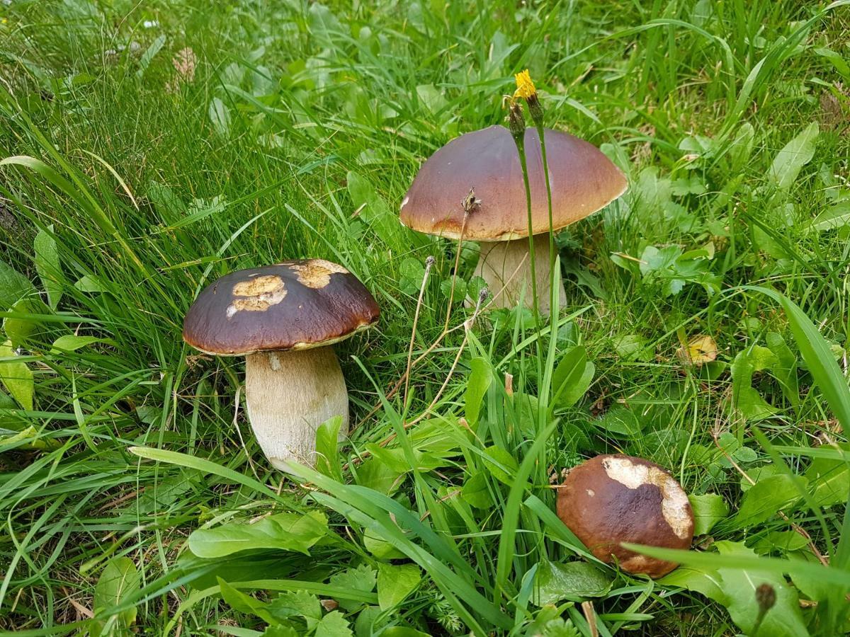 Pension Fuerhapter Mit Bio- Bauernhof Sankt Jakob in Defereggen Bagian luar foto